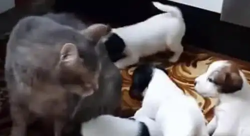 狗妈妈出去散步,小狗们把猫咪当成妈妈要奶喝,猫咪的表情笑喷