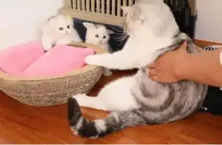 母猫生了俩小猫崽,猫爸和小崽都说头一次看到,双方都有点懵