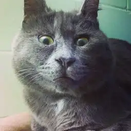 天生一副惊讶脸的小猫,说出原因很心痛