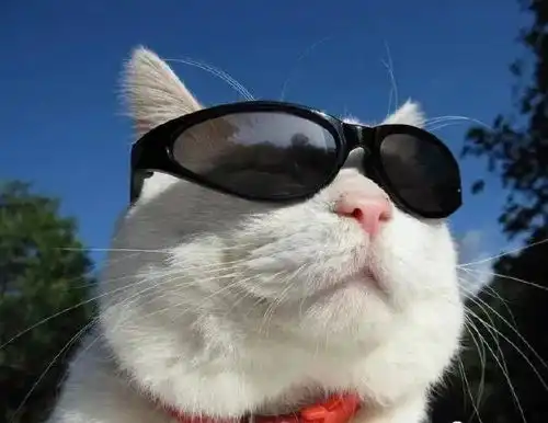 泪奔再见了,猫叔,谢谢你曾经来过