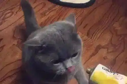 网友买回只蓝猫,养了半年后,闺蜜来家看见后笑道你是在养猪吗