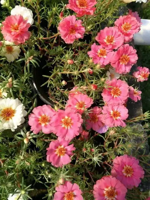 谷雨不种花,心头像蟹爬趁暮春,快种花