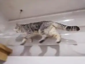 2人4猫,这对闺蜜把60㎡的房子改造到人猫和谐