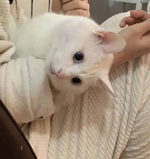 招合租小姐妹,带一只乖巧事儿少的小猫咪