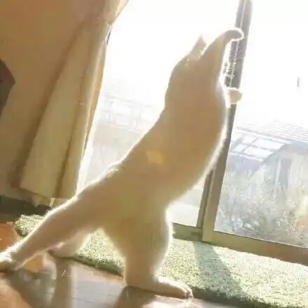 情头