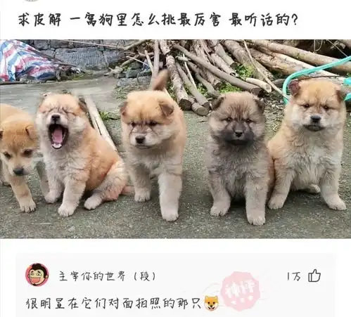 神回复怎么从一窝狗里面挑出最厉害而且还最听话的