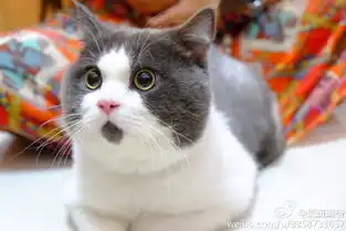 组图omg猫走红肉脸激萌惊呆状神似王诗龄