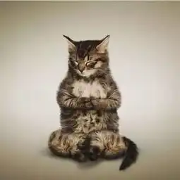 超级搞笑宠物也来练瑜伽,你呢