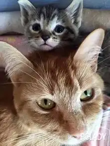 2只母猫产下共8只小猫,还轮流照顾小猫,超温馨..