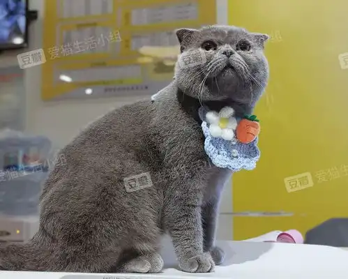长沙雨花区蓝猫弟弟求无猫或者杯状家庭领养