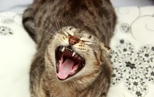 猫咪打哈欠时突然离世心疼又好笑猫咪打哈欠致下巴脱臼