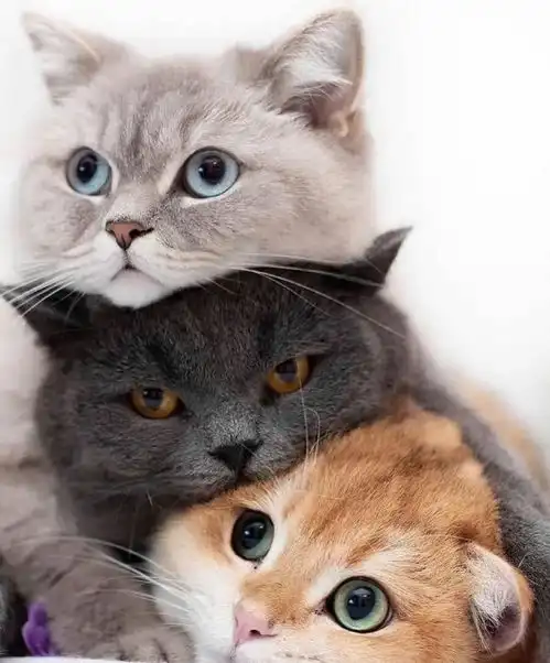 我们来一起叠猫猫,看ins上快速走红的四只小可爱