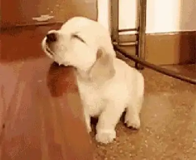 狗妈表情包睡觉睡觉