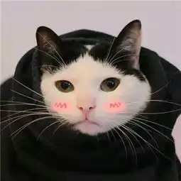 2018超可爱萌猫情侣闺蜜头像高清感情是来自弱者所写的悲歌