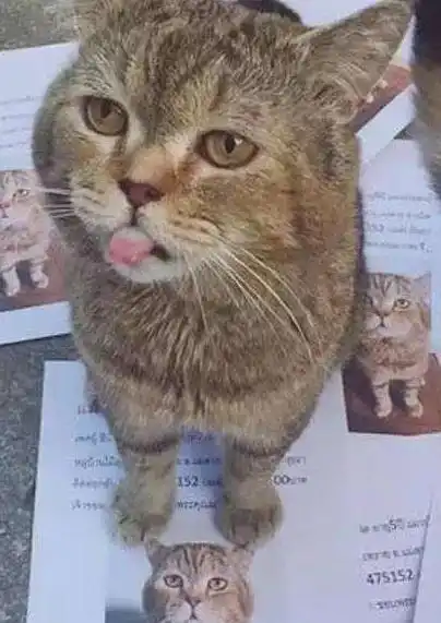 猫皇出去走走回家惊见大堆寻猫启事它表情超鄙视你87吗