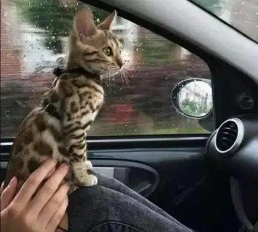 猫妈怀孕60天后生出6只小奶猫,闺蜜看到后直呼颜值太高
