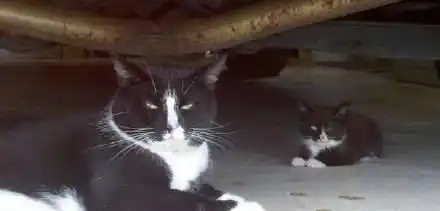 猫妈基因太强大,简直一模一样,网友就是同一只喵吧