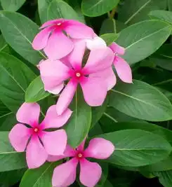长春花