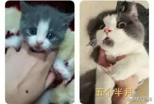 永远保持惊讶表情的喵星人