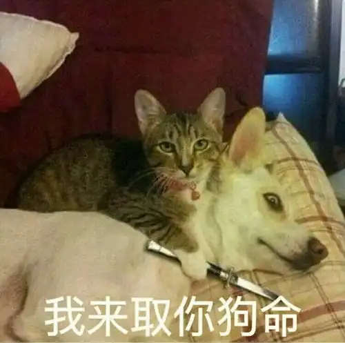 气哭玩游戏遇到沙雕,害我翻了一天车