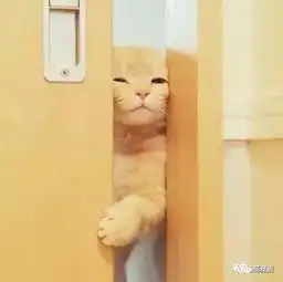 猫为什么喜欢盯着你上厕所原因竟然和想象的不太一样