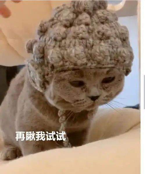 网友到闺蜜家做客,看到闺蜜家的猫,赶紧说了声阿弥陀佛