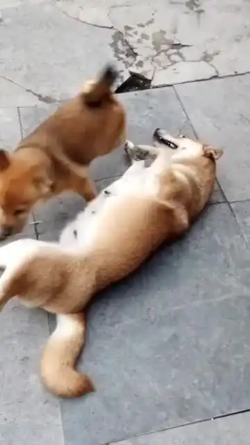 狗妈赶紧吃,吃完了我好去睡觉去了