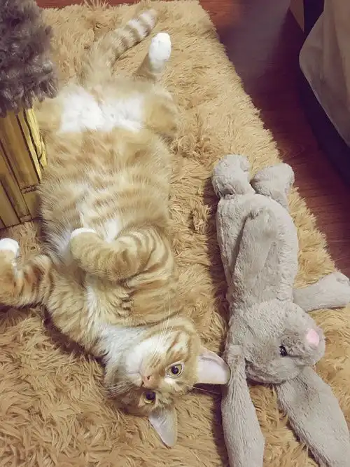闺蜜咨询了好几个月各种爱猫养猫现在猫才到家两...
