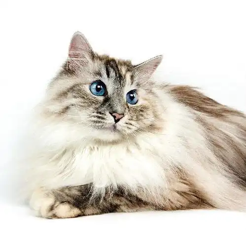 一分钟了解猫卵磷脂的作用