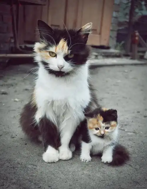 一组可爱又温馨的猫咪亲子照,萌哭了