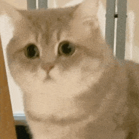 猫咪熊仔动图表情包