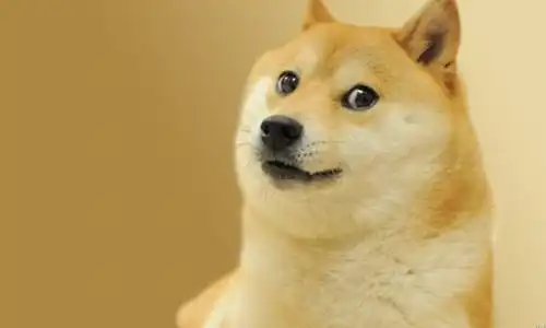 楼楼走了,俊介也走了,网红界的萌宠表情包你还记得几个