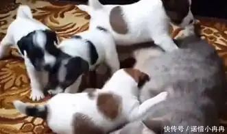 狗妈妈出去散步,小狗们把猫咪当成妈妈要奶喝,猫咪的表情笑喷