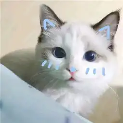大眼睛猫咪可爱头像超级萌我还是喜欢当初的你
