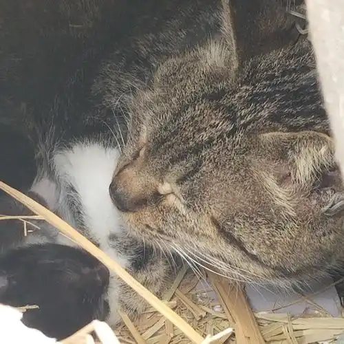 爷爷家的猫21岁了昨天又生了两只小猫