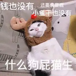 热门斗图表情包开始等过年