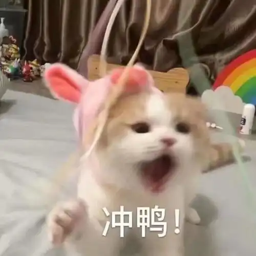 为啥知乎有那么多人都喜欢用猫咪的头像