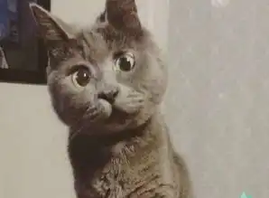 惊讶猫走红网络因脑积水失明能做各种表情萌翻众人