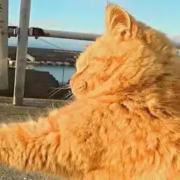 求原图