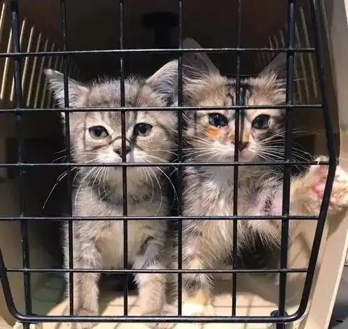 两只猫咪一台戏,猫咪姐妹每周到养老院看望老人,给他们带去快乐