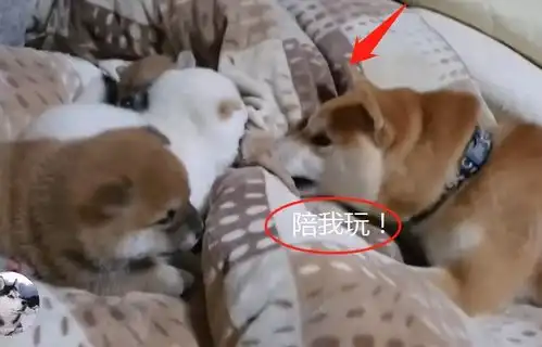 狗爸无聊吵醒奶狗,结果狗妈发飙了,刚哄孩子睡着呢