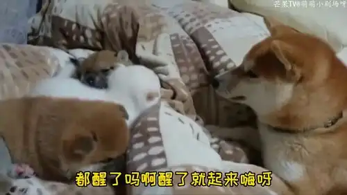 柴犬妈刚哄孩子们睡下,狗爸又吵醒它们,主人捅了马蜂窝了