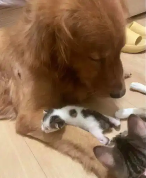公狮母虎生子后弃养,急寻狗奶妈,网友怎么啥娃都让狗带噗哈哈哈