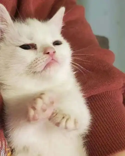 小猫因长得脾气暴躁无人认养,妹纸一眼迷上它梦中情猫
