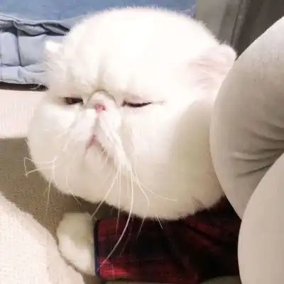 ins可爱猫咪憨憨的萌宠头像,ins闺蜜头像