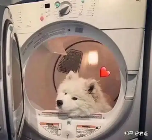 有没有沙雕的动物头像