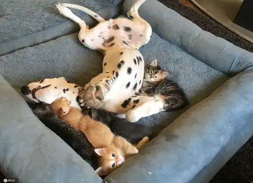 国外狗狗给猫咪当奶妈母子情深一起睡觉画面暖心