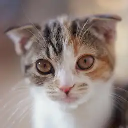超可爱猫猫壁纸分享
