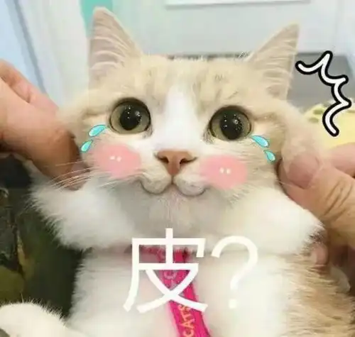 姐妹们的茶话会撸猫和恋爱哪个更快乐