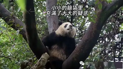 别催了,别催了,我已经在做表情包了